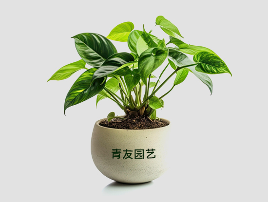 節(jié)假日期間綠植租賃公司栽培的綠植該怎么養(yǎng)護(hù)