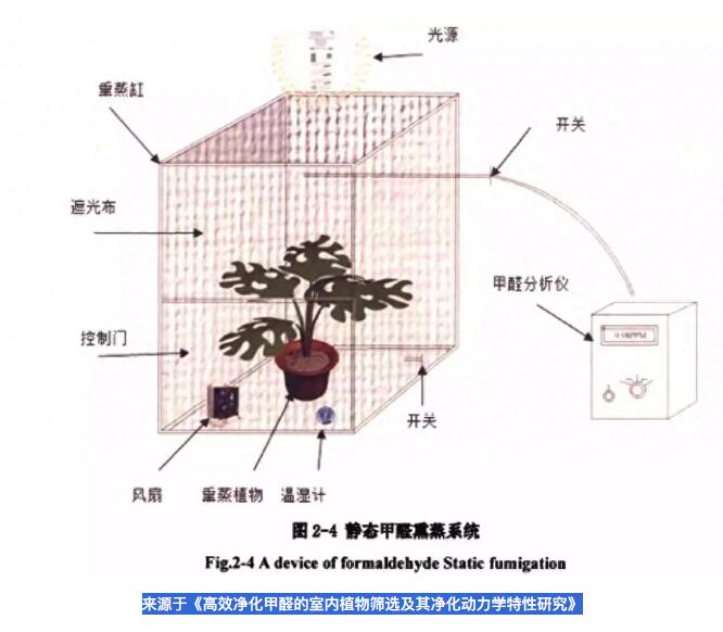 公司用綠蘿除甲醛，到底靠不靠譜？