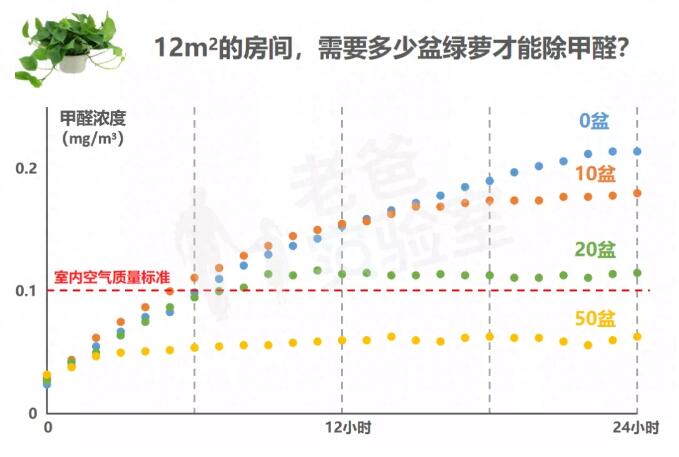 公司用綠蘿除甲醛，到底靠不靠譜？