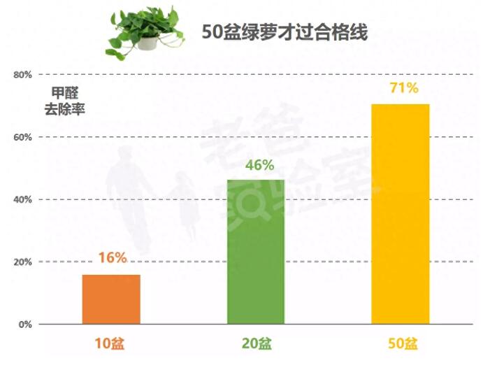 公司用綠蘿除甲醛，到底靠不靠譜？