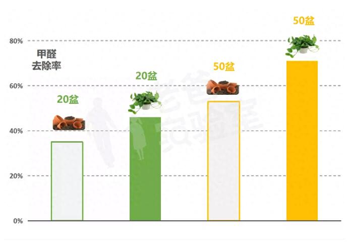 公司用綠蘿除甲醛，到底靠不靠譜？